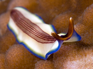 Flatworm. Menjangan Island, Bali. by Doug Anderson 